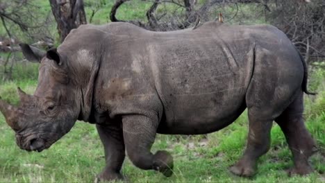 rinoceronte blanco pastando y caminando a través de un exuberante arbusto verde en el parque nacional kruger sudáfrica