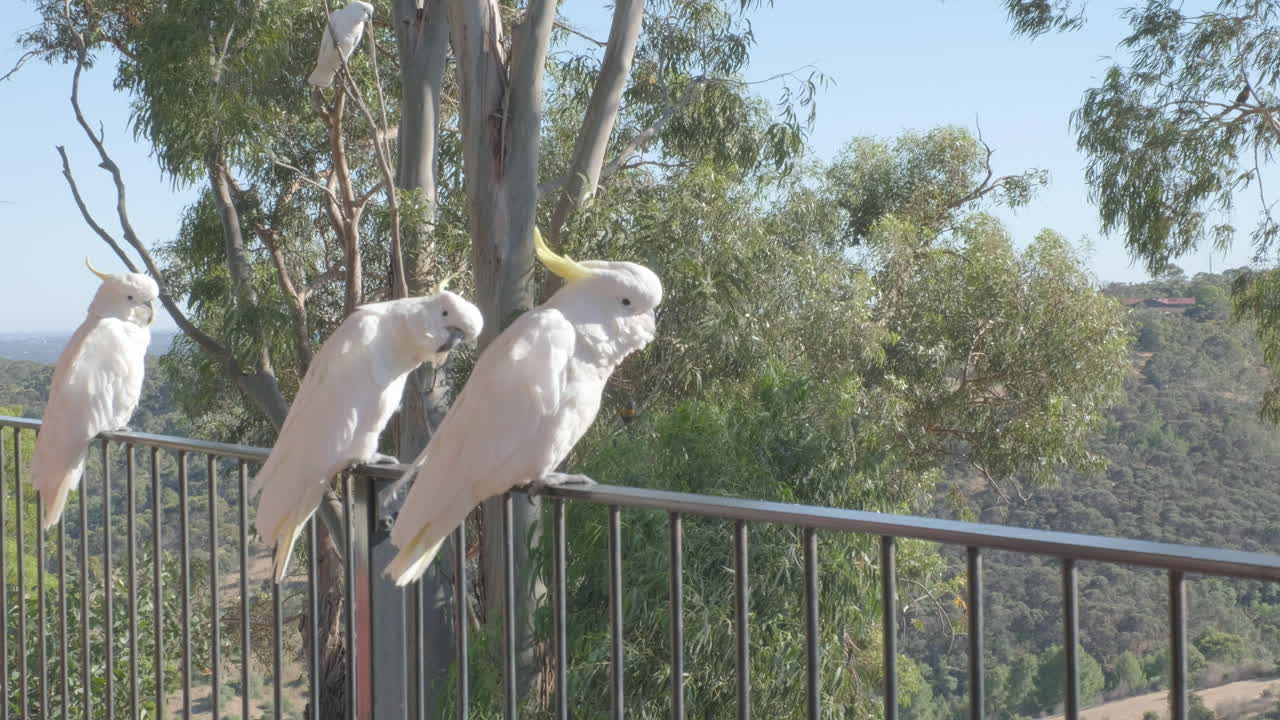 toma deslizante de cacatúas encaramadas en un balcón y en árboles en las colinas del sur de australia