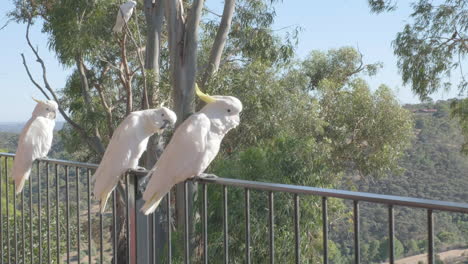 sliding shot of cockatoos perched on balcony and in trees in the hills of south australia