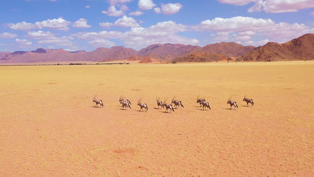 aéreo sobre la manada de antílopes oryx caminando por la sabana vacía y las llanuras de áfrica cerca del desierto de namib namibia 1