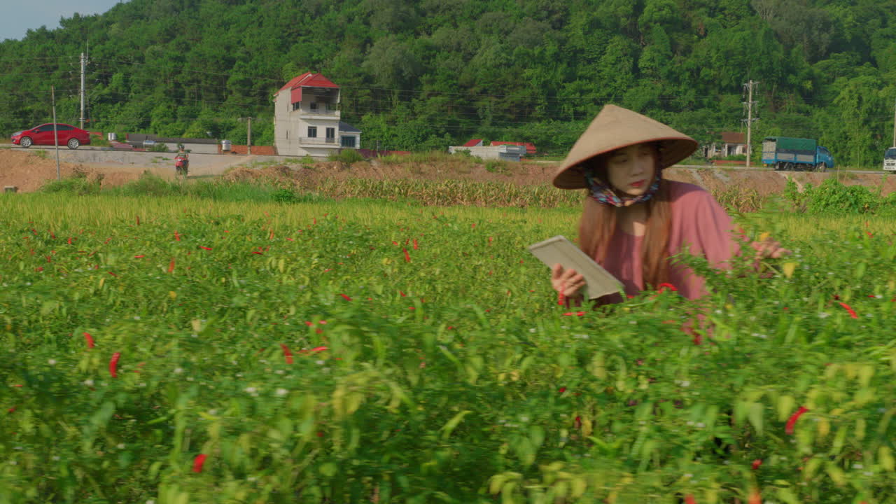 Woman with Asian conical hat in chili field