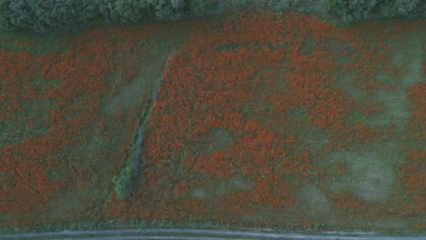 Luftaufnahmen-Eines-Blütenfeldes