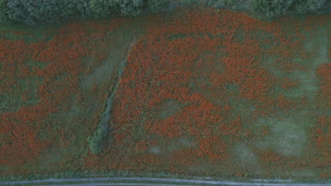 aerial views of a blossom field