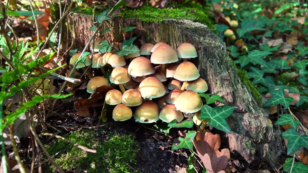 Close up of wild mushroom cluster growing on mossy tree stump in sunlit autumn forest