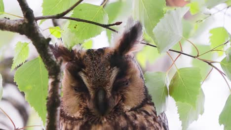 Long-Eared-Owl-Perched-On-Branch