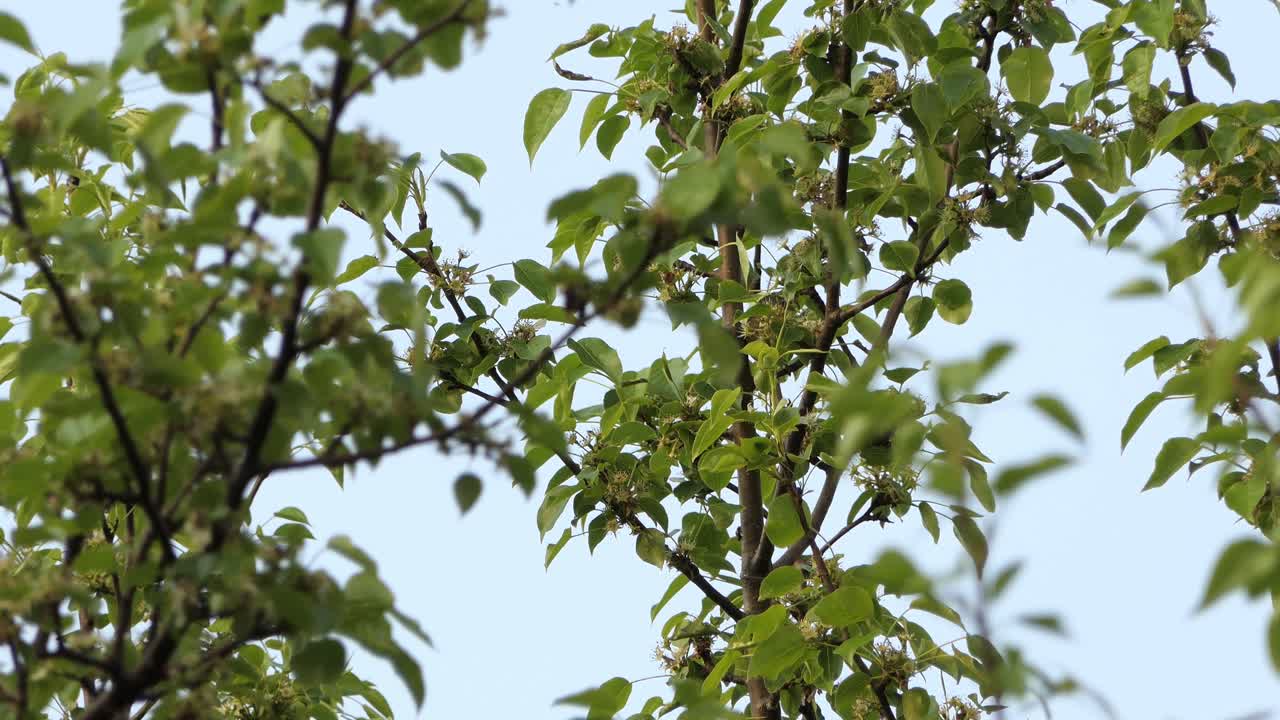 키 큰 나뭇가지에 안전하게 숨어 있는 노란 새