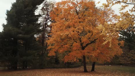 Beautiful-push-in-shot-approaching-a-tree-with-yellow-leaves-with-green-pine-in-background