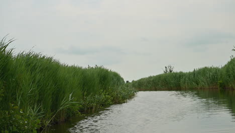 pov of a calm boatride through reeds and waterlillies, the netherlands