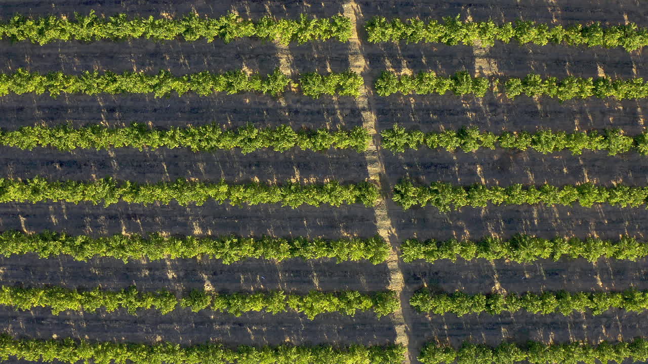 la bondad de los cítricos durante días