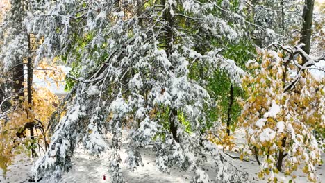 nieve envasada en abetos después de una tormenta de nieve