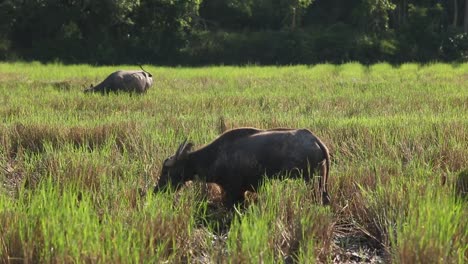 búfalo, tailandia