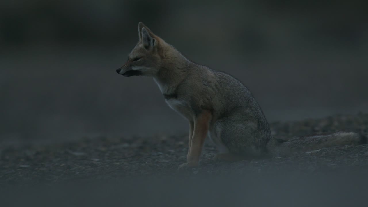 zorro sentado pacientemente después de despertar