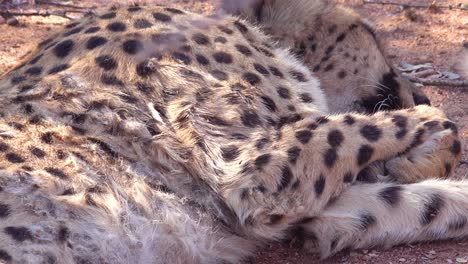 a cheetah sleeps and breathes on the savannah of africa