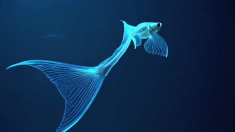transparent eel-like fish larva in deep blue water