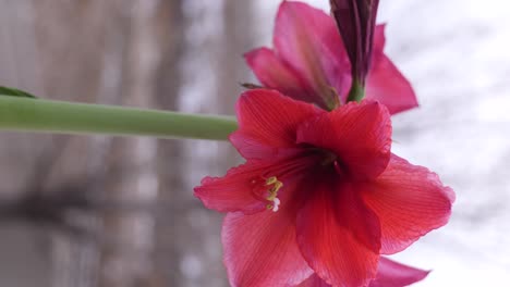 Flor-De-Amarilis-Roja-De-Cerca-Con-Paralaje,-Movimiento-Deslizante-En-Orientación-Vertical