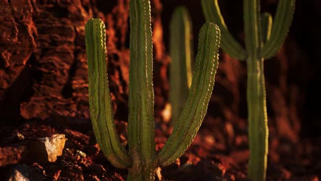 cactus in the arizona desert near red rock stones