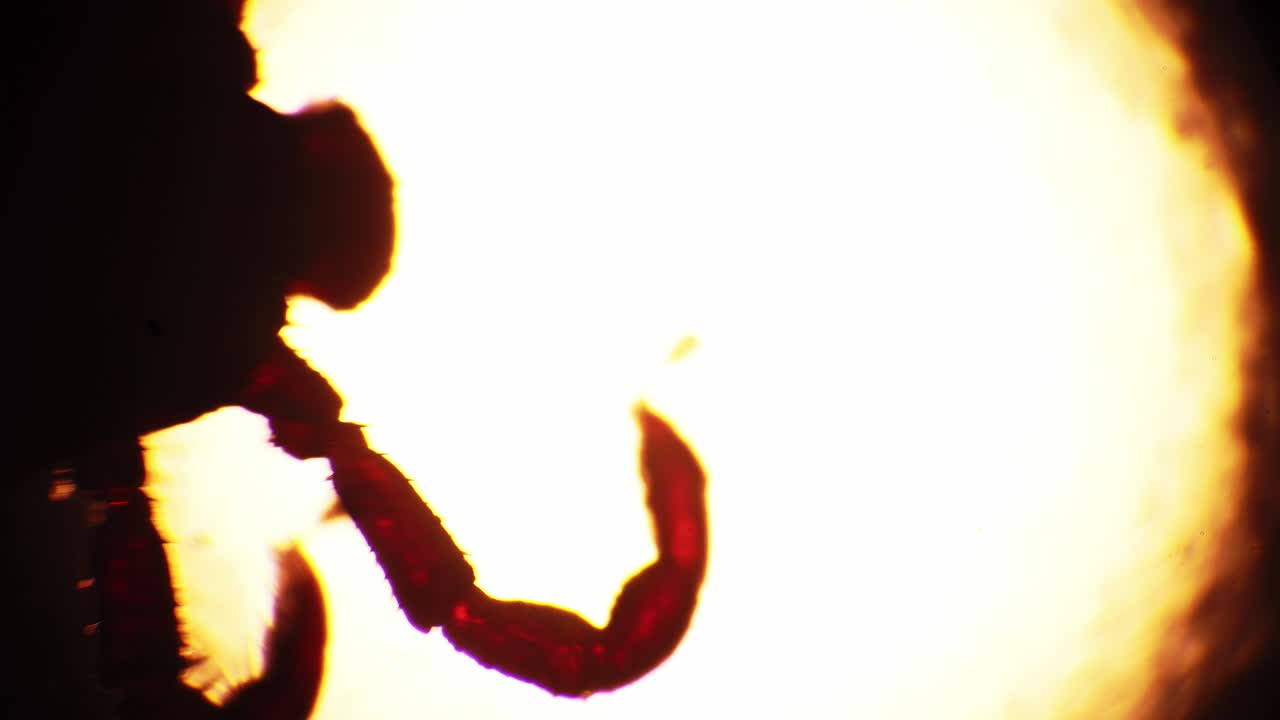 el ácaro dermacentor marginatus está moviendo sus patas en la mancha redonda de luz bajo el microscopio