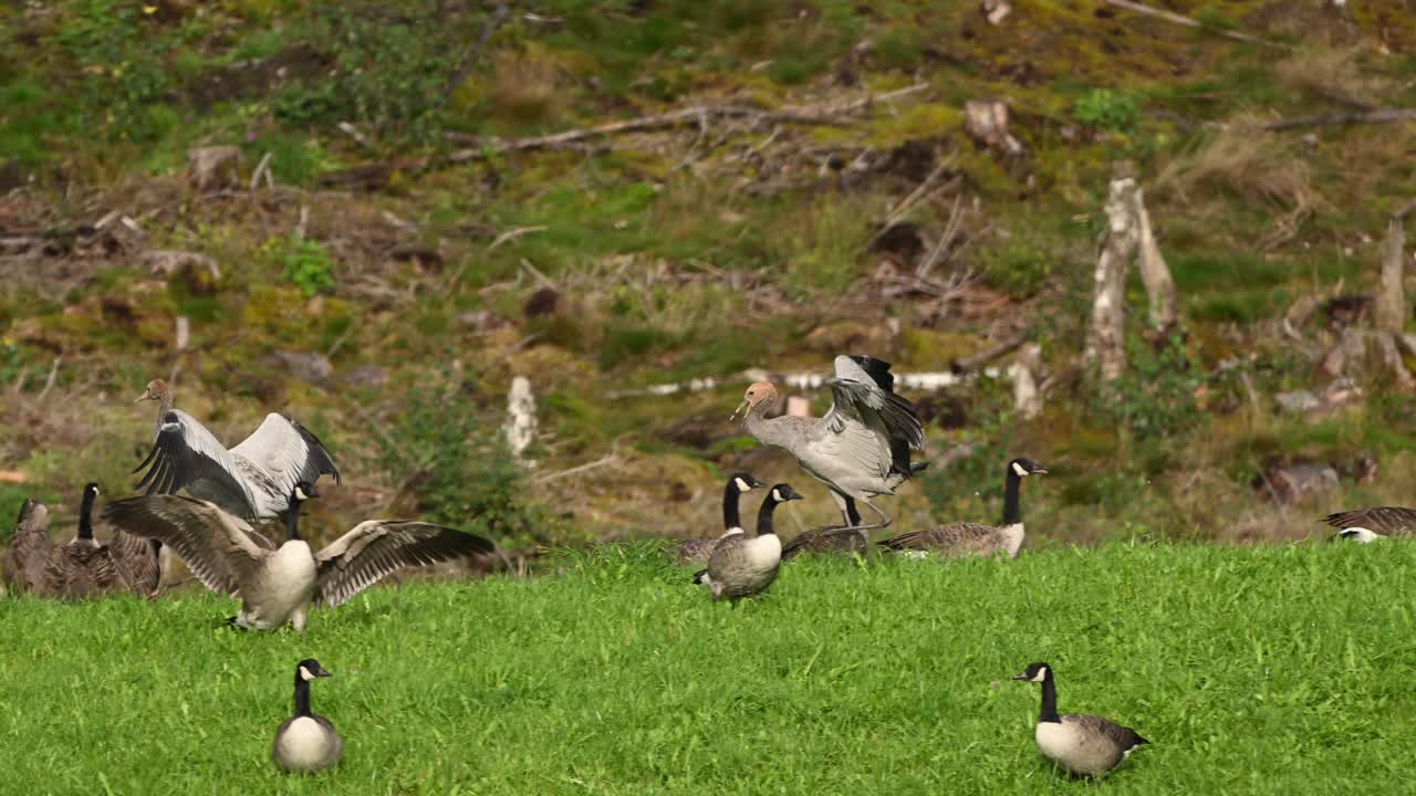 Two young cranes argue in green field with Canada geese. One chases and flaps wings, the other flees