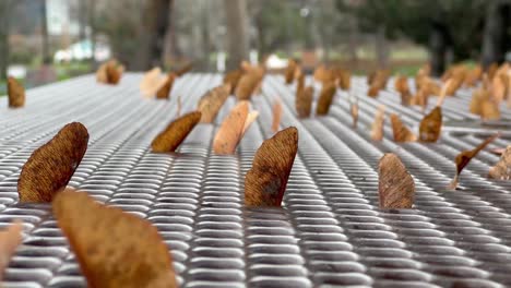 close-up of maple seeds stuck in a metal grate