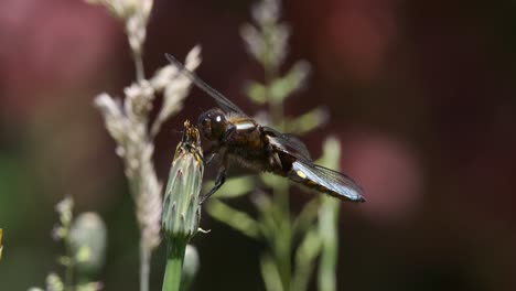 dragonfly broadback chaser azul en flor