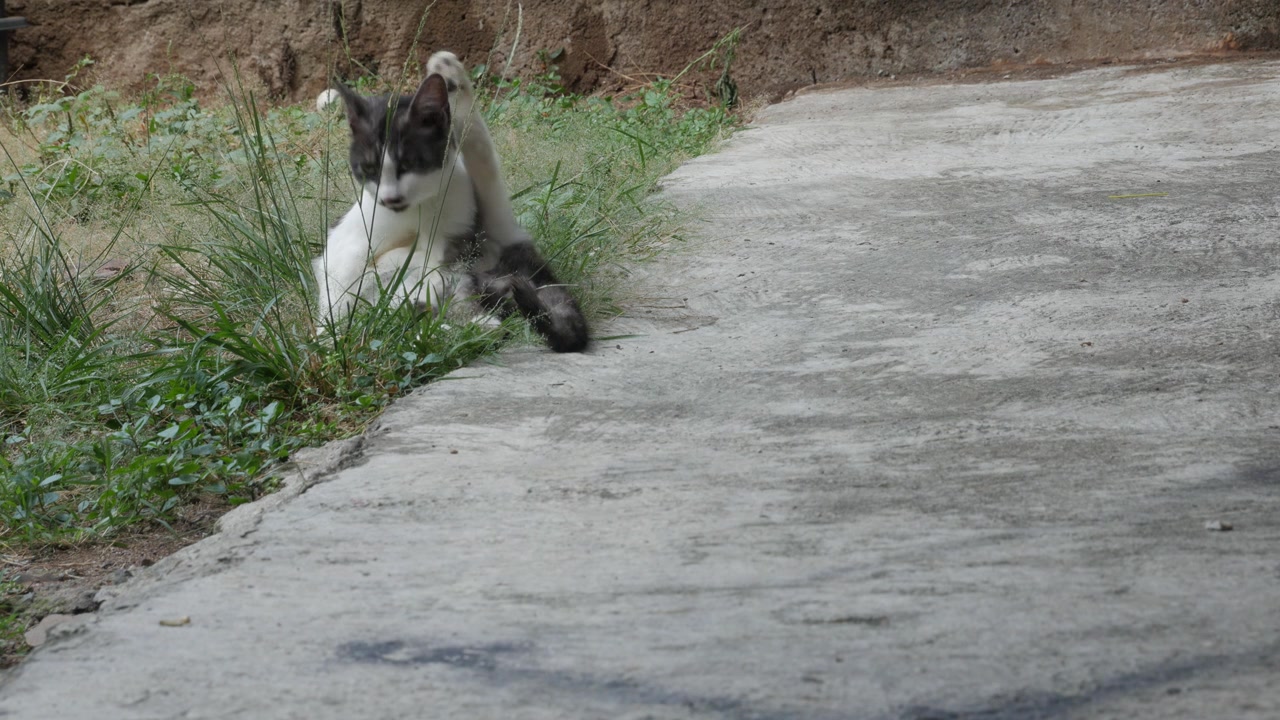 Gatto bianco e nero che si pulisce accanto a un sentiero di cemento all'aperto.