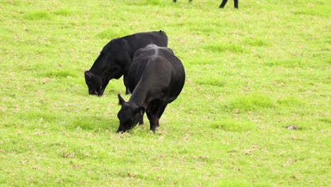 cattle calmly feeding on grassy field