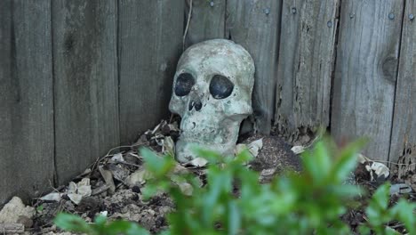 old ceramic skull leaning against weathered fence