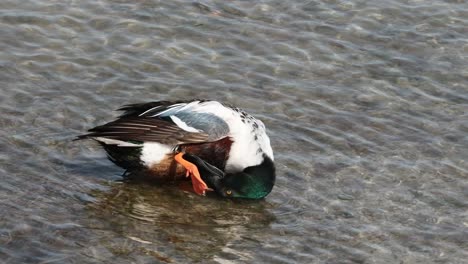 Männlicher-Nördlicher-Löffelente,-Der-Im-Winter-In-Seichten-Süßgewässern-Entlang-Der-Küste-Von-Texas-Putzt