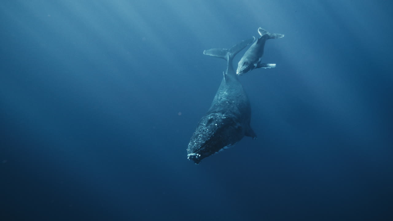 Graceful humpback mother and calf glide through deep blue Tonga waters in soft filtered light