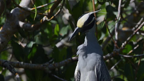 garza nocturna de corona amarilla adulto cámara lenta primer plano de plumas acicaladas en cámara lenta