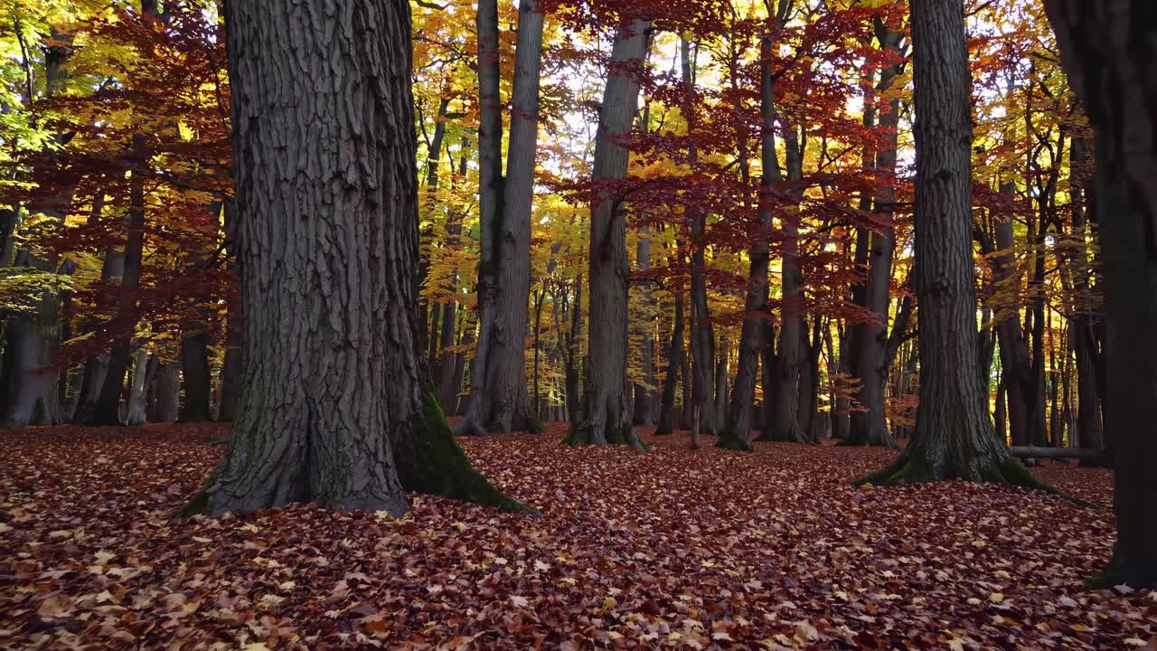 Low-angle video capturing a serene autumn forest scene, highlighting towering trees and a carpet