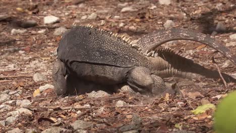 dos iguanas pasan por un cortejo ritual de apareamiento en una playa en cuba 1