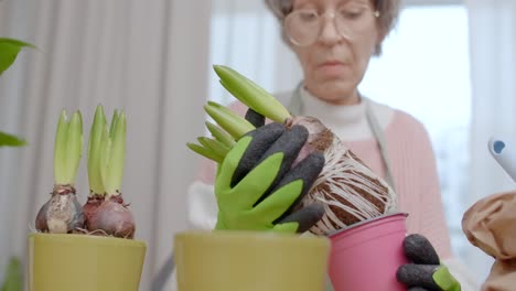 elderly woman gardening with hyacinths