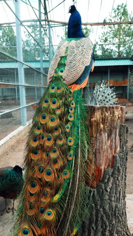 rear view of a gorgeous peacock sitting on the stump. amazing wild birds living in captivity. vertical video.