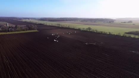 Siguiente-Bandada-De-Cisnes-Voladores-Sobre-Los-Campos