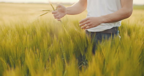 Landwirt,-Der-Die-Weizenqualität-Vor-Der-Ernte-überprüft