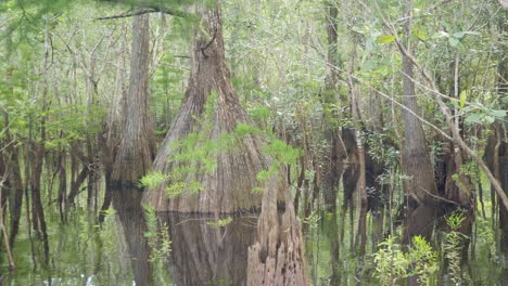 Cruising-by-a-huge-base-bald-cypress-tree-in-a-boat