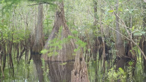 cruising by a huge base bald cypress tree in a boat