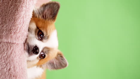 vertical video of a happy little puppy in the colors fawn and white rests on a pink rug against a backdrop of a green wall-1
