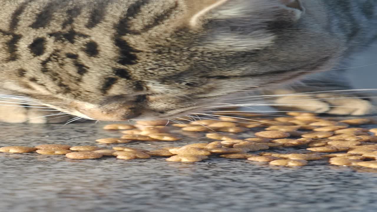 배고픈 고양이가 고양이 음식을 먹고 있다