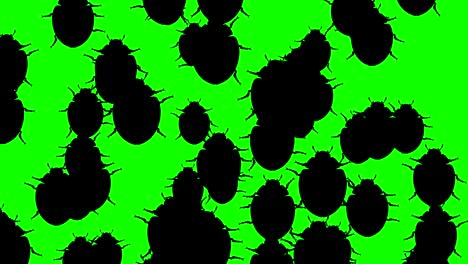 invasión de escarabajos
