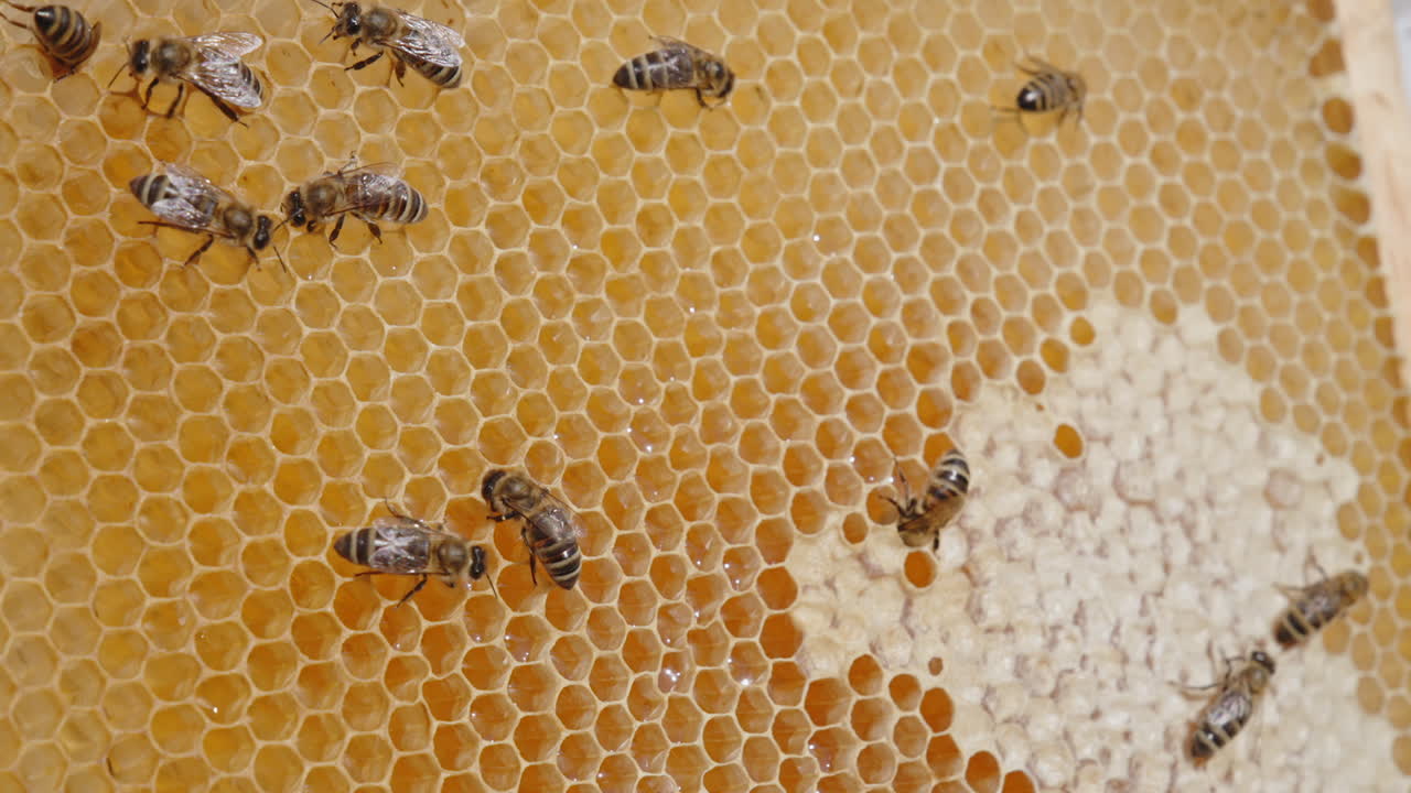 Some worker bees crawl over the light cells full of honey. Bees sealing the filled honey cells. Fresh organic honey sparkling in the light. Close up.