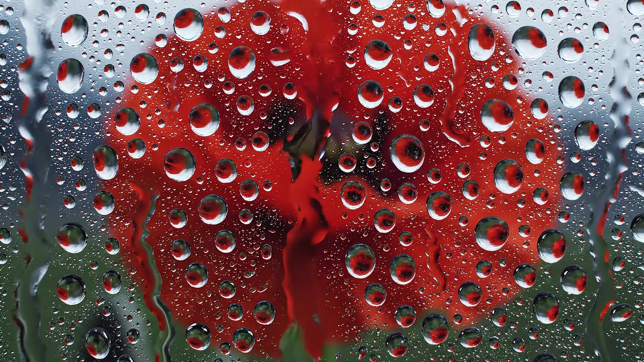 Flor de papoula vermelha refletida em gotas de água em superfície de vidro