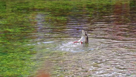 esnórquel de patos buscando comida en un lago natural cristalino en cámara lenta