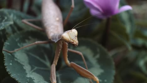 La-Mantis-Religiosa-Marrón-Se-Sienta-En-Una-Hoja-Verde-Con-Una-Flor-Morada