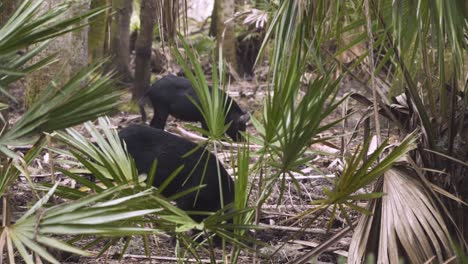 schwarze wildschweine im bewaldeten palmenwald im zentrum von florida entwurzeln den boden, um nach nahrung zu suchen