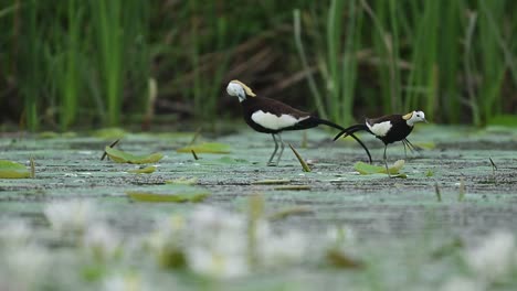 elegant waders search food together in peaceful natural wetland habitat