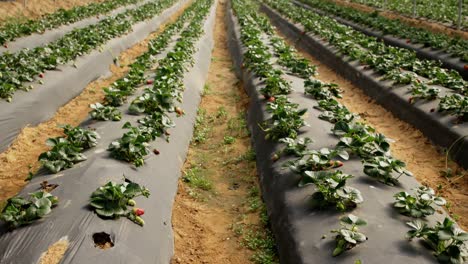 Strawberry-farm-in-greenhouse-4k