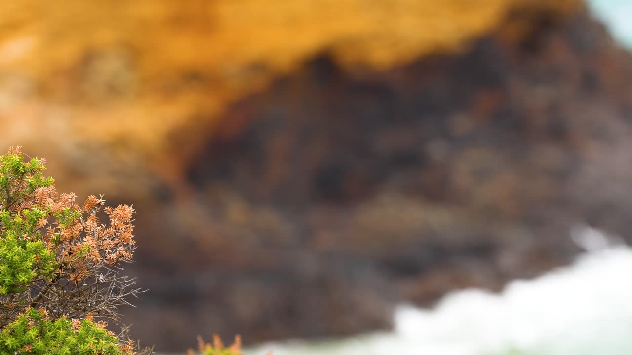 Vibrant foliage against rocky cliffs and ocean waves, captured on the Great Ocean Road, Australia. Warm lighting enhances natural colors