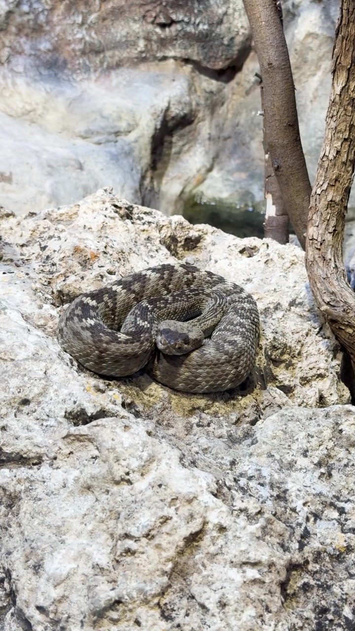 Serpente a sonagli arrotolato in riposo vigile su rocce chiare accanto a un tronco d'albero in un habitat roccioso e secco, verticale.